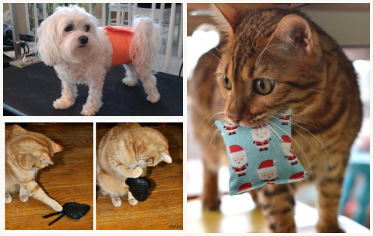 Easy sewing projects to create & donate cat belly bands DIY 